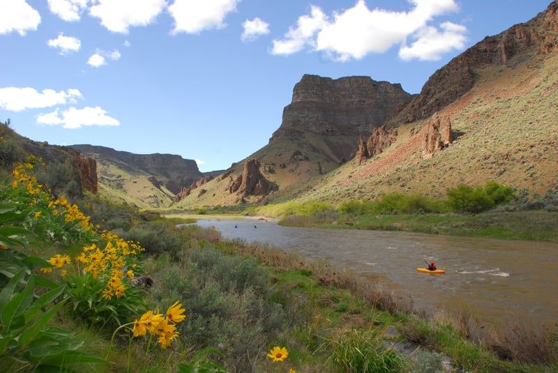 Wildflowers near Soldier Creek