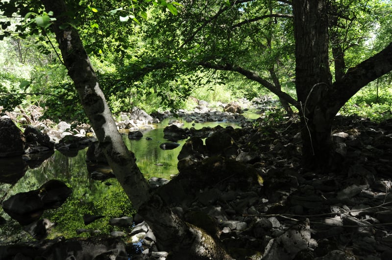 Trees in the Channel