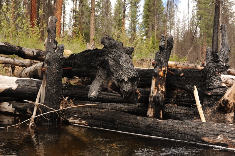Fire-Damaged Engineered Log Jam