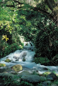 Fossile Creek