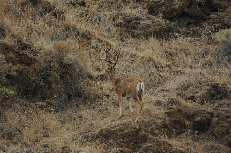 Deer Near Skookumchuck