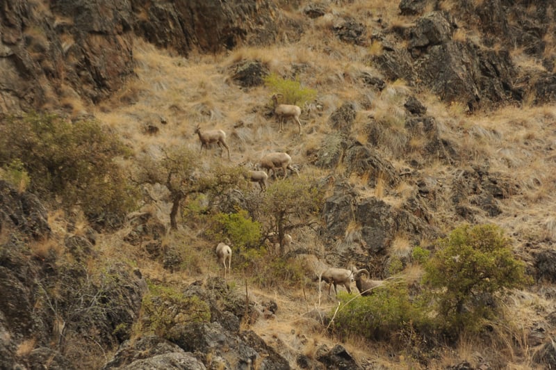 Sheep on the Snake River