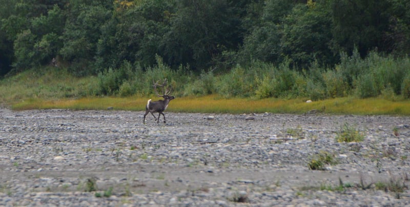 Caribou Herds