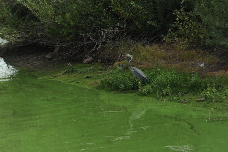 Iron Gate Reservoir Algal Bloom