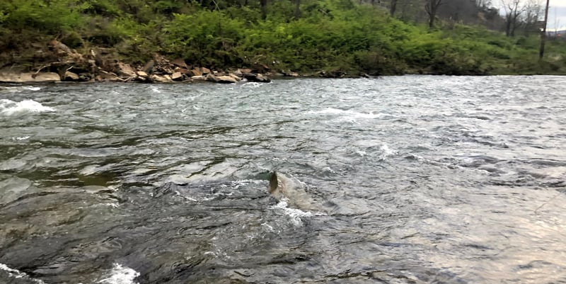  on Howard Creek @Hart Run to Confluence of the Greenbrier River