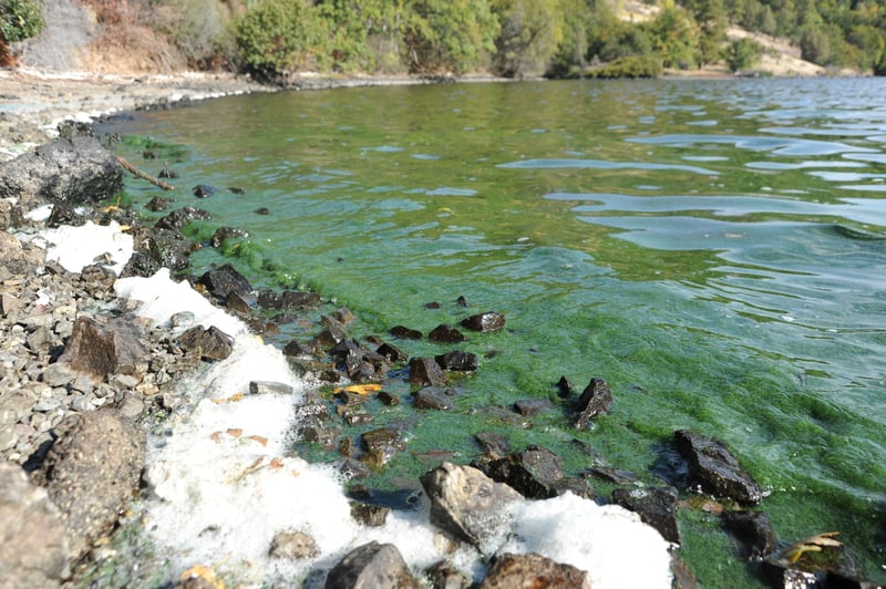 Copco Cove Blue Green Algae