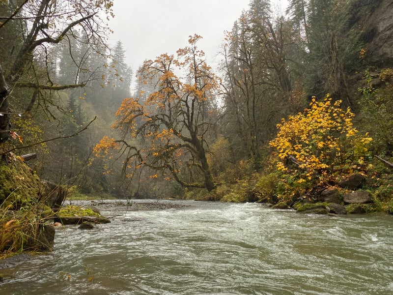  on Canyon River (Satsop trib.) @FR 2260 to Cougar Smith Rd.