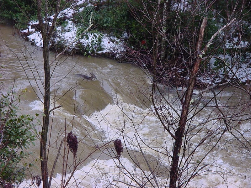 Deer in Anglins Creek