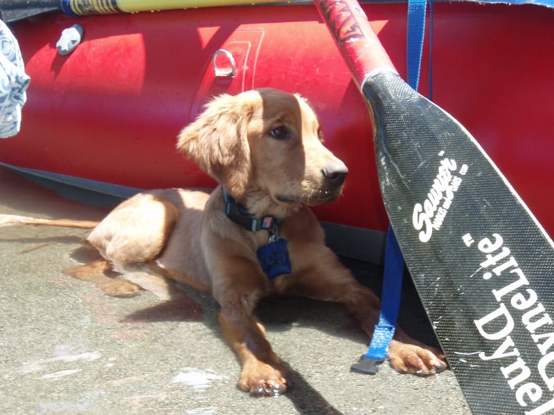 Nalu the Rafting Dog