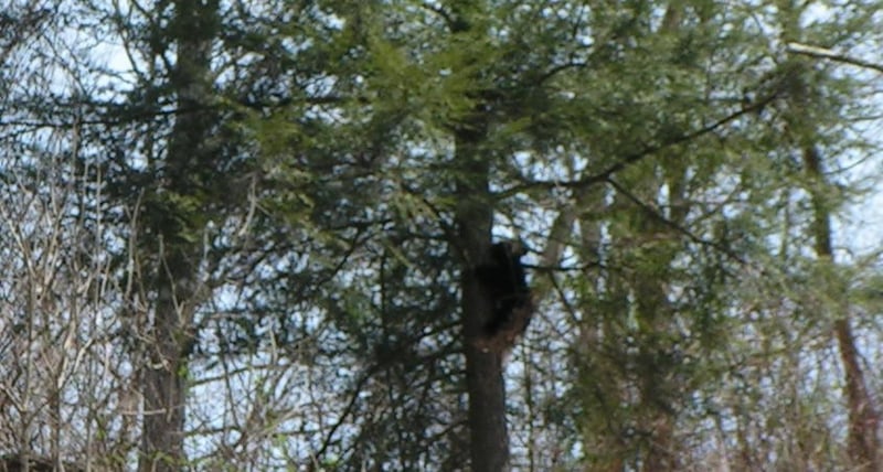 Bear cub in tree