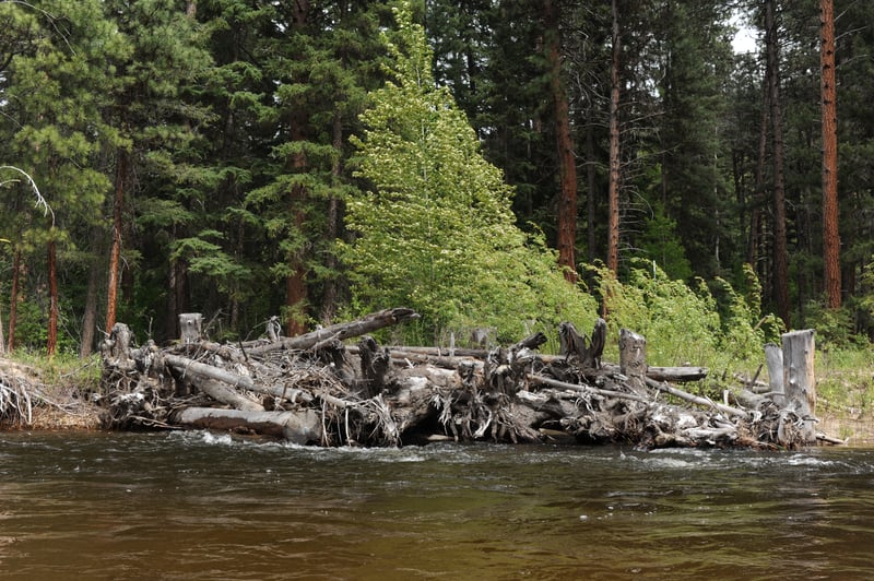Engineered Log Jam