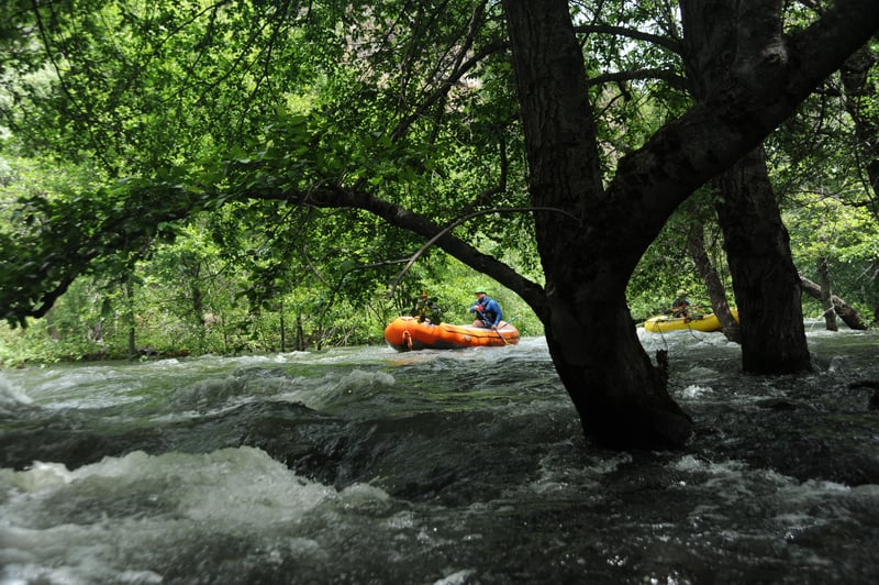 Rafting Through the Forest