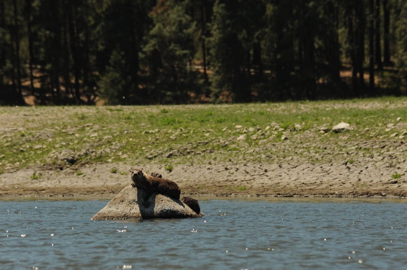 Otters Enjoying a New River
