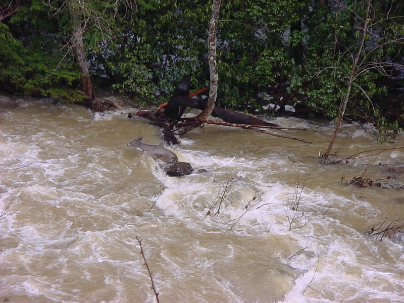 Deer in Anglins creek