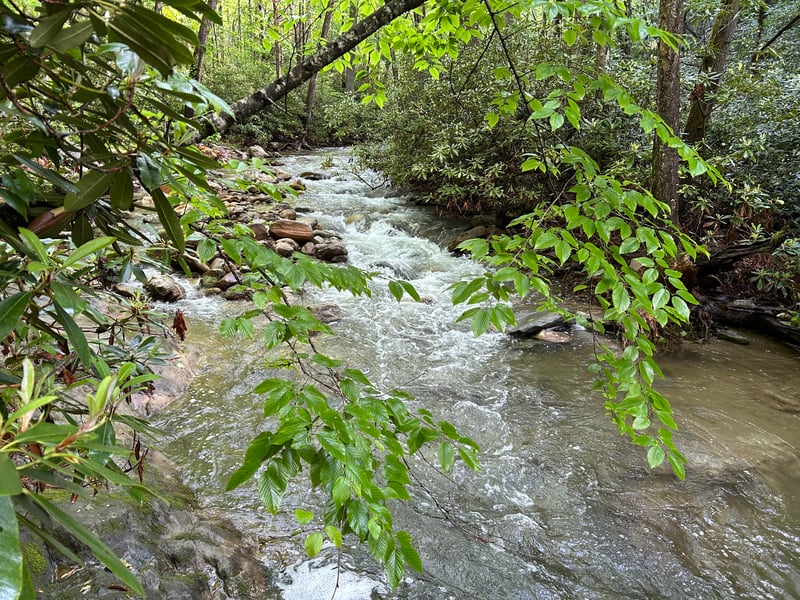 Rapid on Thunderhole Creek