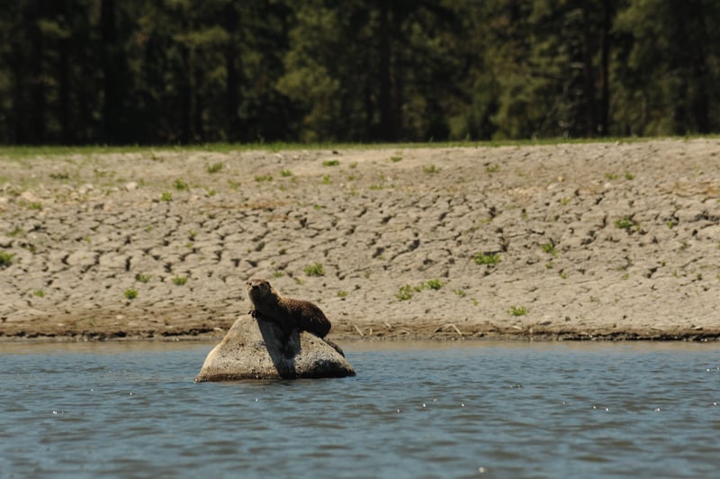 Otters Enjoying a New River