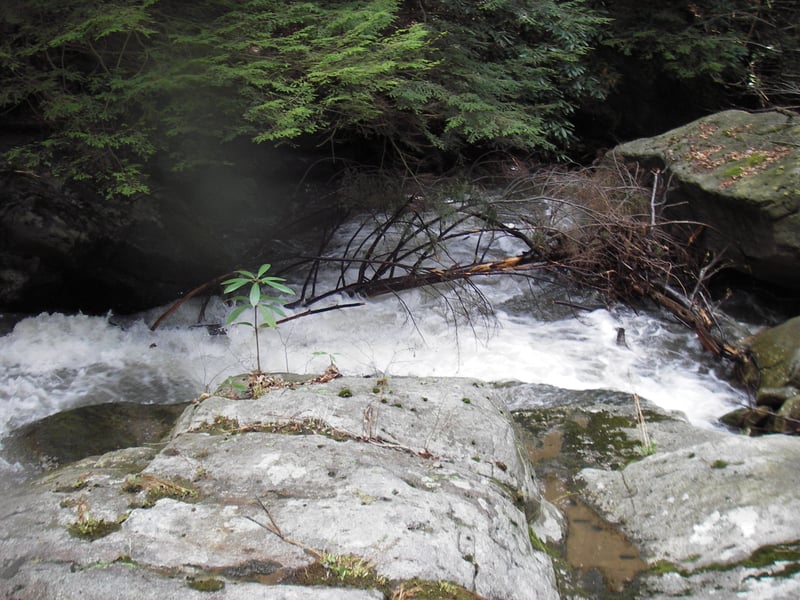 Typical entrapment on Elsey Run