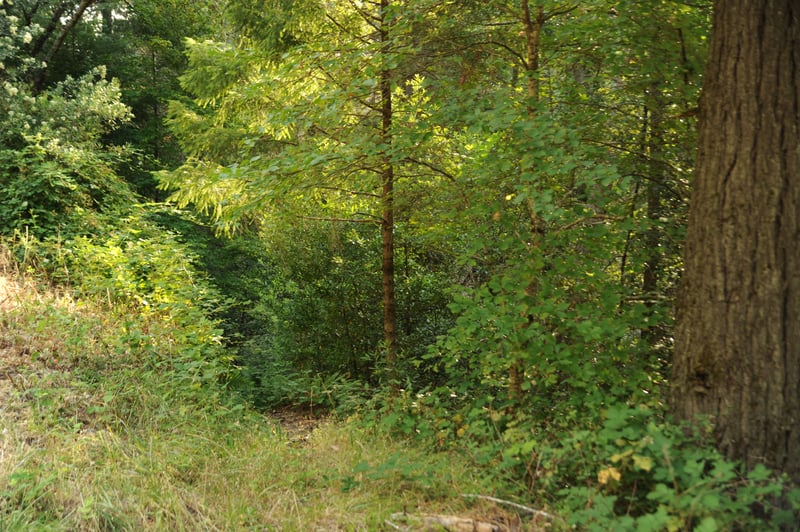 Red Cap Creek River Access Trail