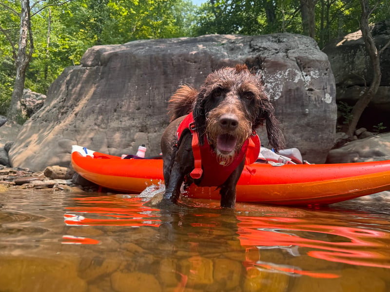 Bear Dog on the Narrows