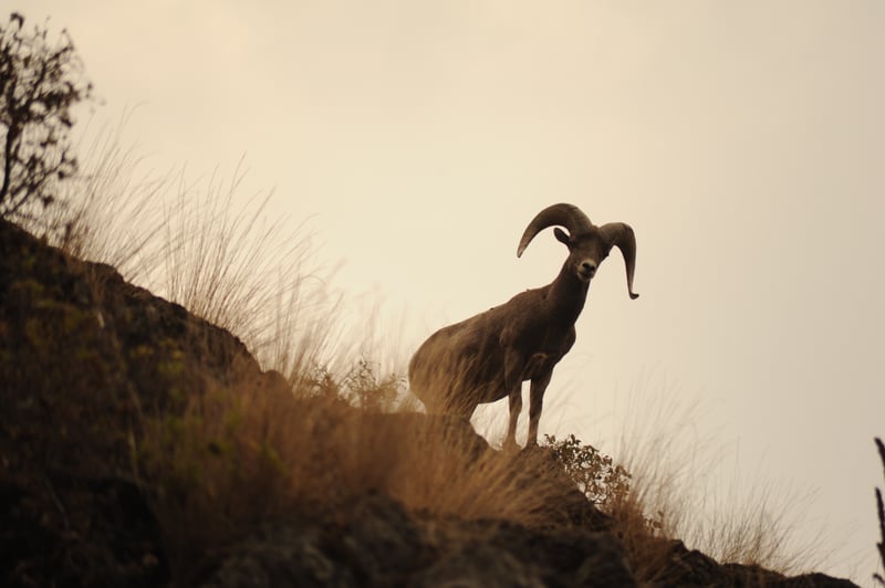 Sheep on the Snake River
