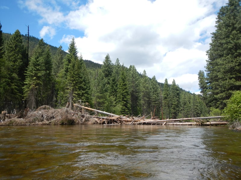 Riverwide Log Jam