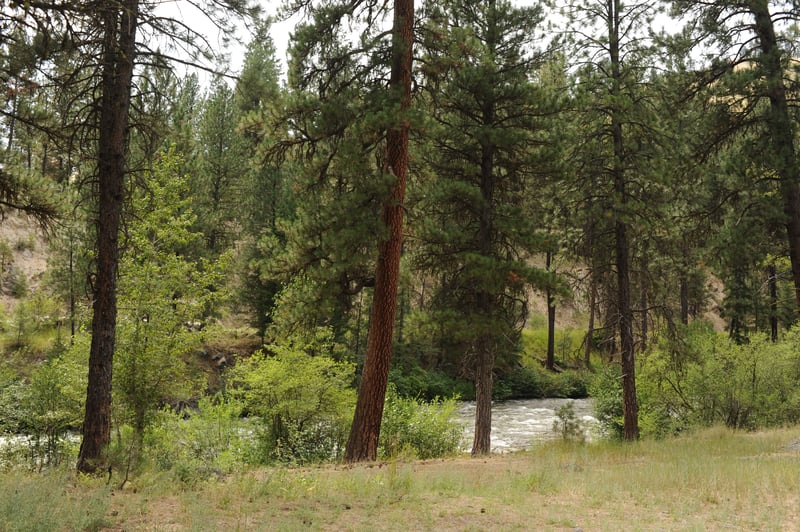 Deadwood Campground Shoreline