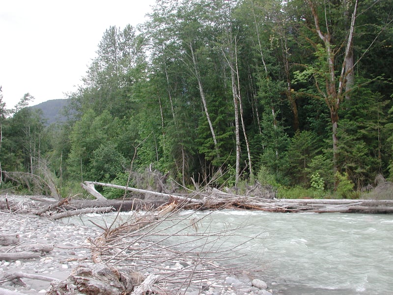 Log Jam on the Suiattle