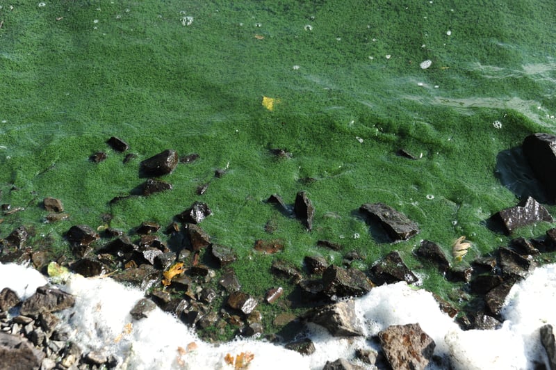 Copco Cove Blue Green Algae