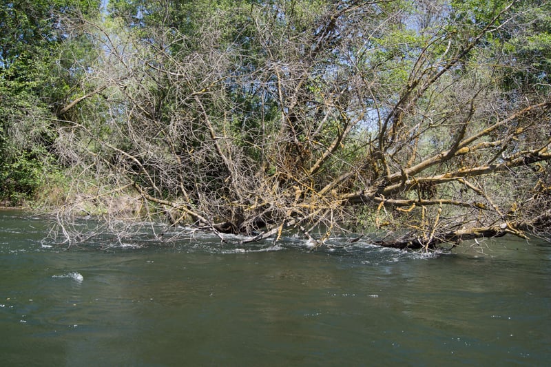 Strainer Tree