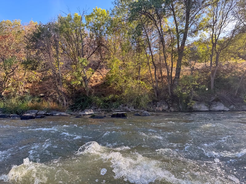 Cut stumps on side of river channel