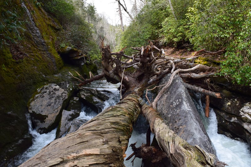 Beautiful Old Growth