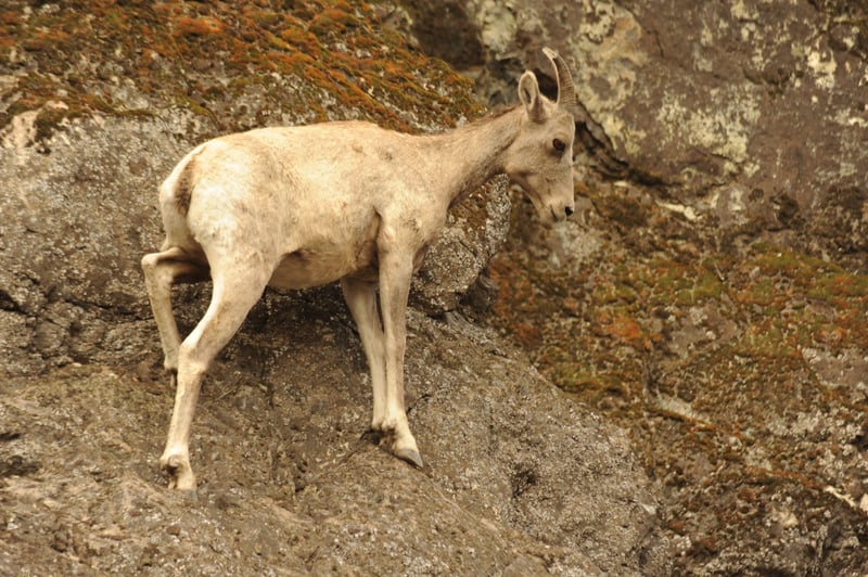 Sheep in Blue Canyon