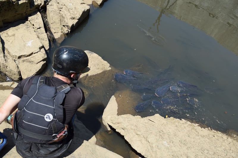 Fish stranding