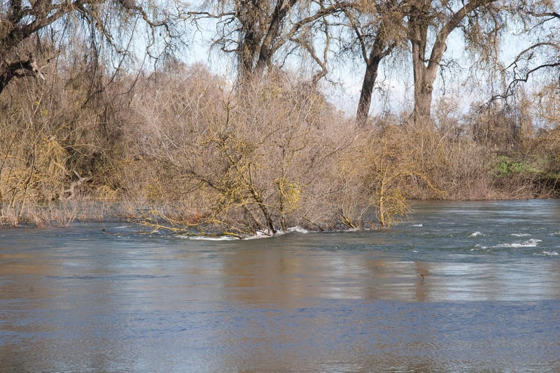 Typical trees in the river