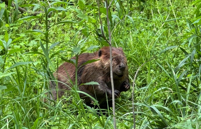 Beaver