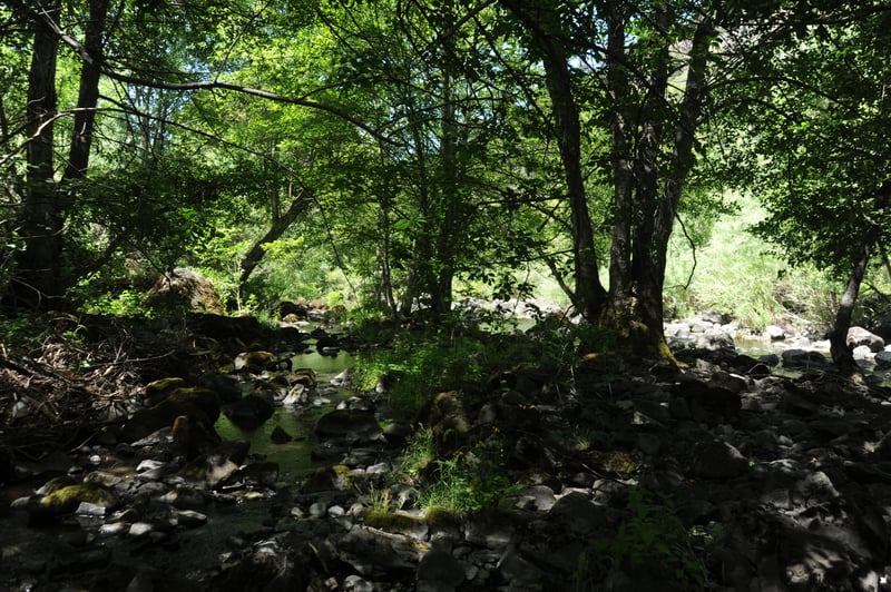 Trees in the Channel