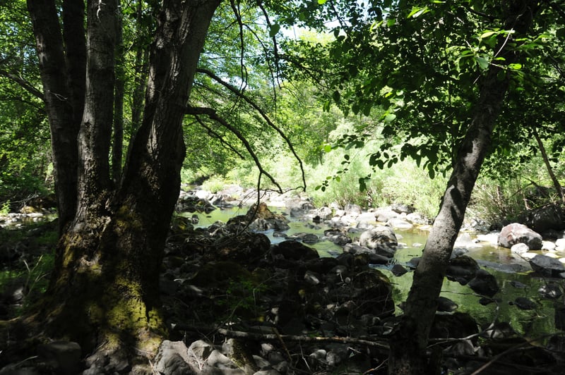Trees in the Channel