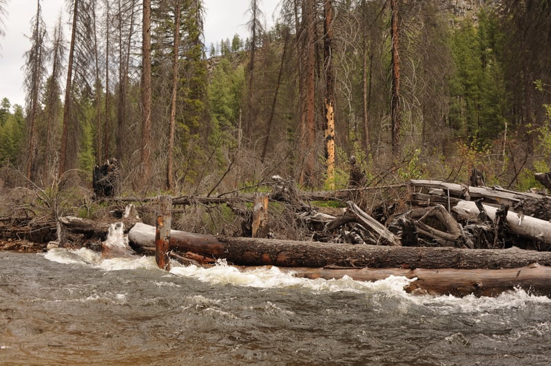 Engineered Log Jam