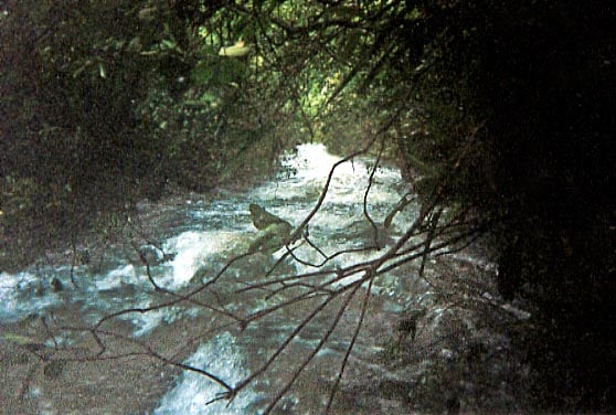 (RM) Deep In The Bush