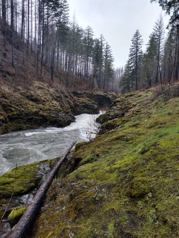 Horse Creek Canyon logjam