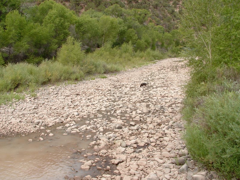 The Future of CO Rivers?