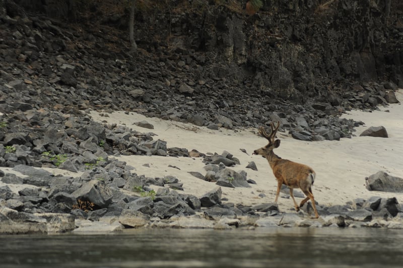 Deer Near Skookumchuck