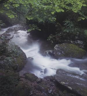Roaring Fork Gorge from the bridge