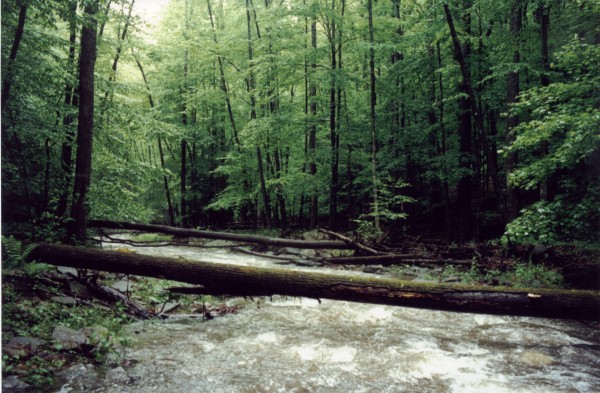 Limbo Alley, White's Run