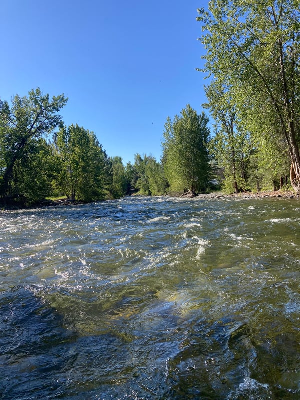 Nature of the Twisp
