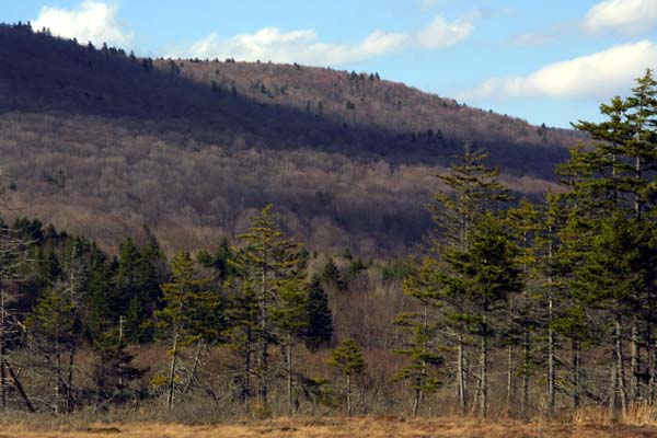 Cranberry Glades near the put-in