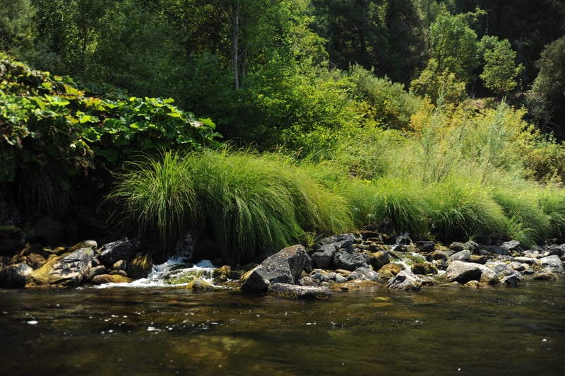 Spring Along the Klamath