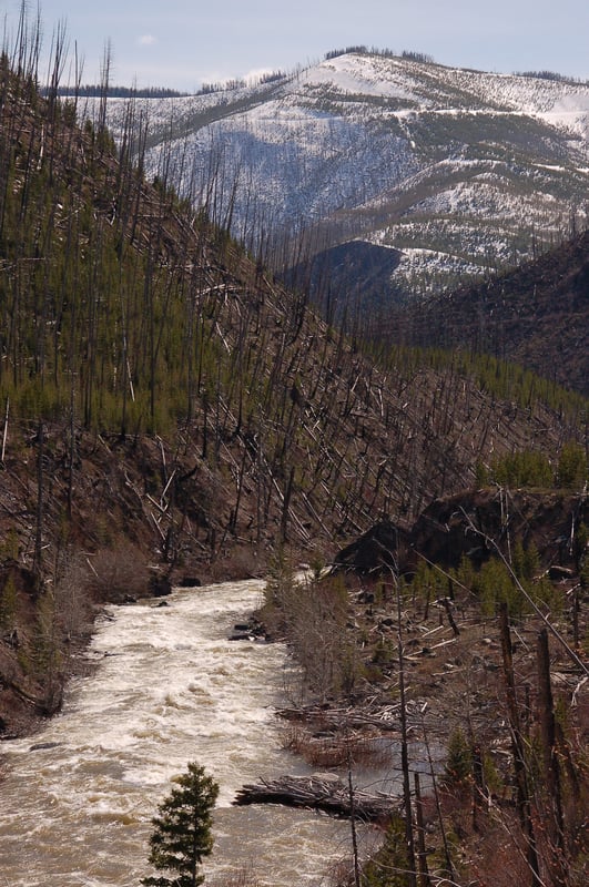 North Fork Blackfoot at 2200 - Boom'in!