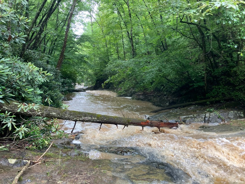 Tree in Run Out