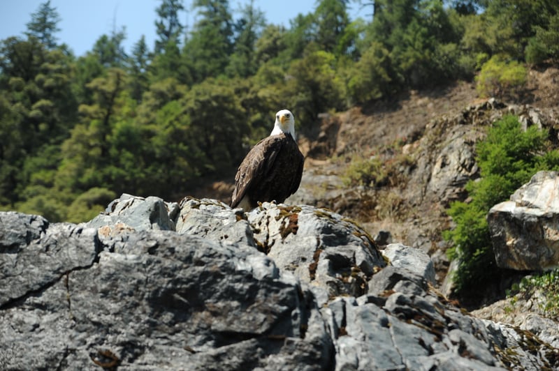 Eagle As We Near Dragon's Tooth